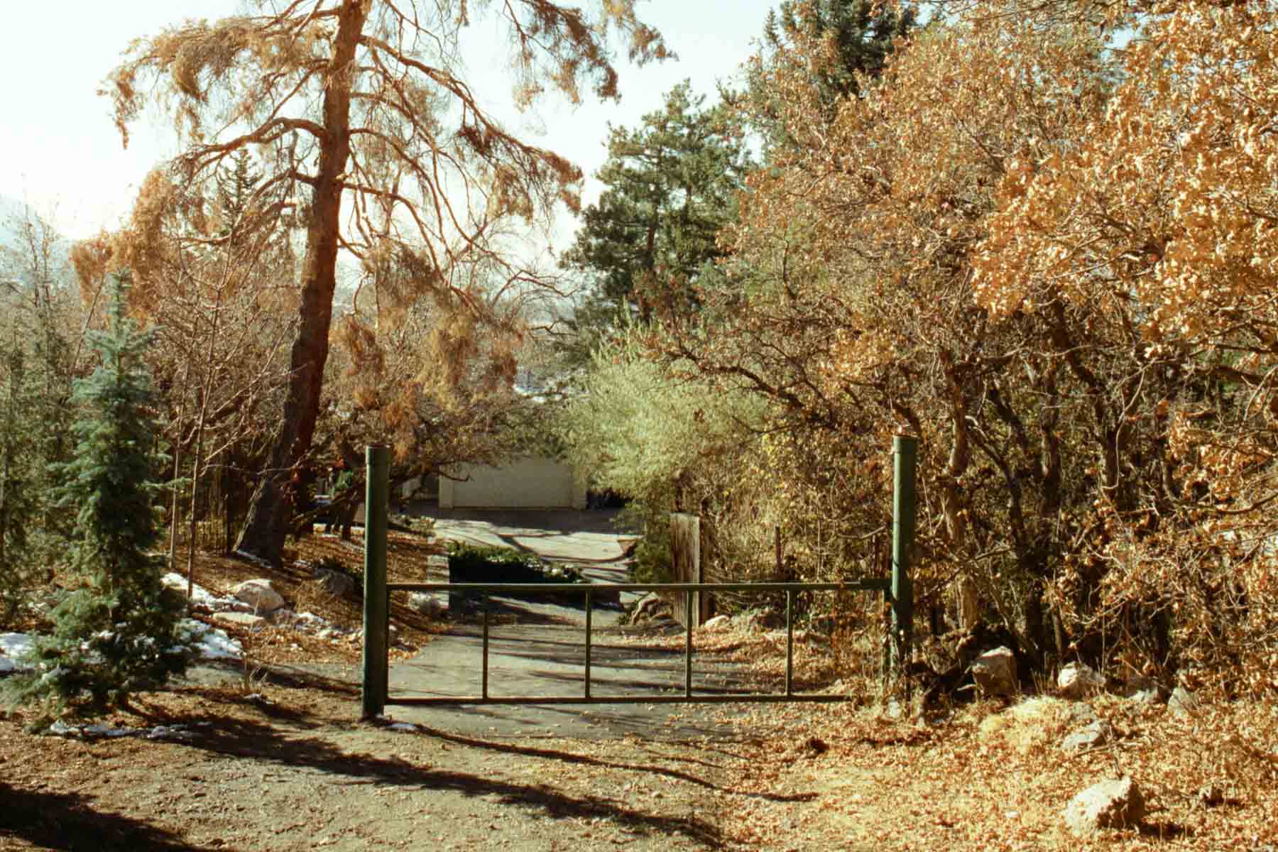 CineStill 400D Review: The Versatile Daylight Film with Cinematic Halation