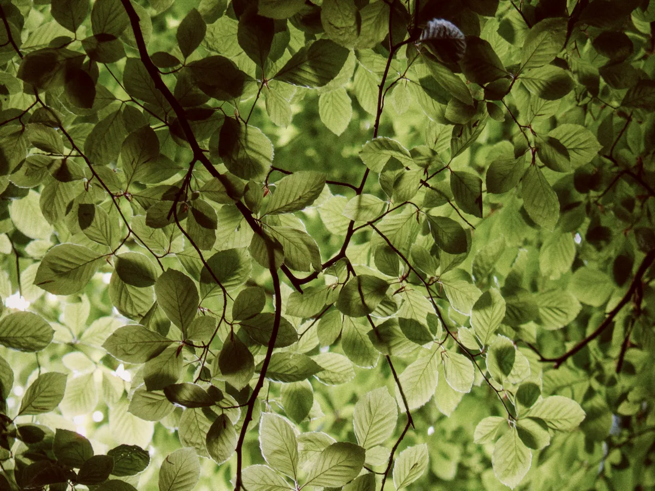 Looking up through a canopy of green leaves and dark branches, with expire at 50%