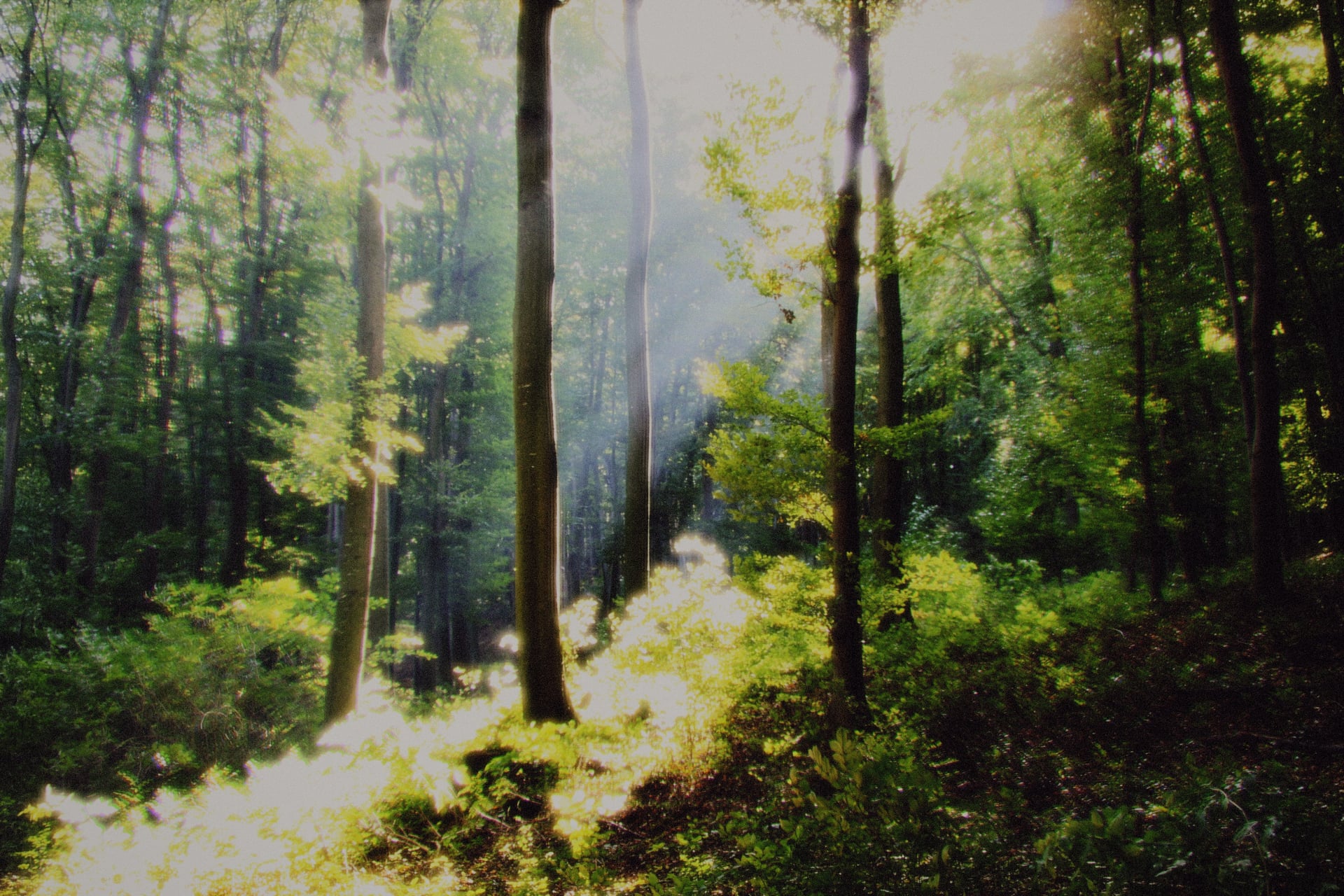 Daydream Preset - Forest with sunbeams